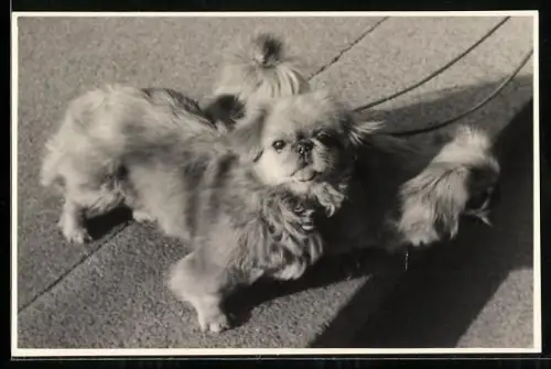 Foto-AK Zwei Pekinesen an der Leine im Sonnenschein
