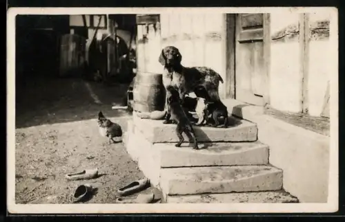 Foto-AK Jagdhund und Welpen auf einem Bauernhof, Huhn