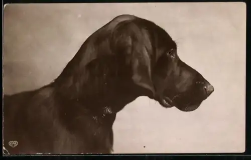 AK How Sad!, Hund mit traurigem Ausdruck