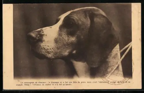 AK Le compagnon du chasseur, Portrait