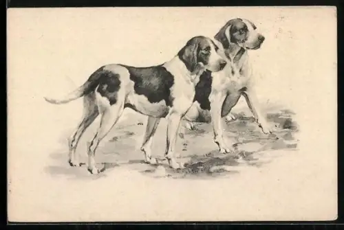 AK Zwei Jagdhunde im Freien, Portrait