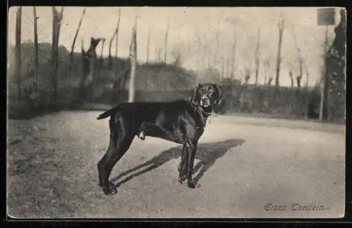 AK Schwarzer Jagdhund im Freien, Portrait