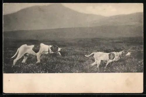 AK Zwei Jagdhunde auf einer Fährte vor Bergpanorama