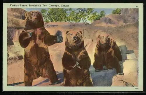 AK Chicago, Illinois, Brookfield Zoo, Kodiac Bears
