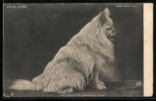 AK The Queen`s Toy Pomeranian Gina, Portrait