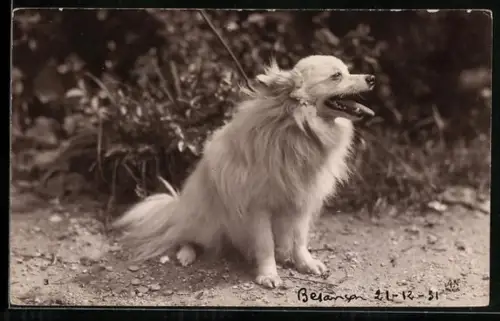 Foto-AK Bellender Spitz im Freien