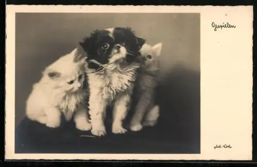 AK Katzen mit einem kleinen Hund