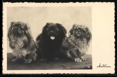 AK Drei Pekinesen posieren fürs Foto