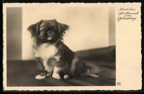 AK Portrait eines Pekinesen, Geburtstagsgruss