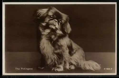 AK The Pekinese, Portrait