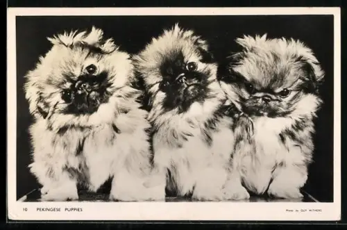 AK Pekinese Puppies, Portrait