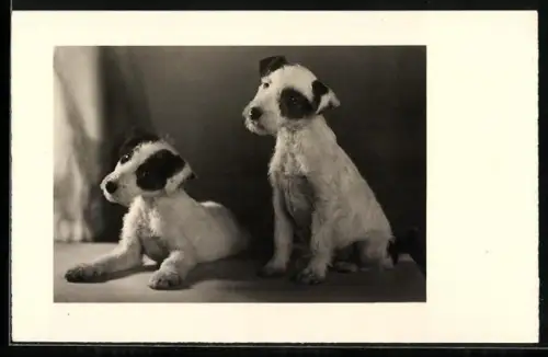 AK Zwei Terrierwelpen mit zur Seite geneigten Köpfen