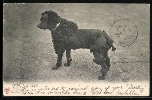 AK Schwarzer Pudel mit Pudelfrisur, Portrait