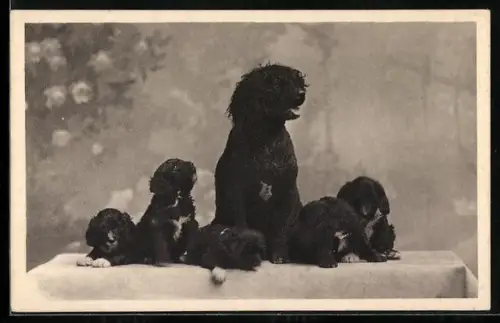 AK Schwarzer Hund mit fünf Wwelpen