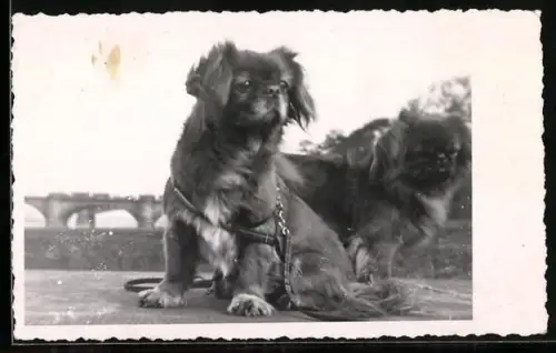 Foto-AK Zwei Pekinesen im Freien, Viadukt im Hintergrund, 1938