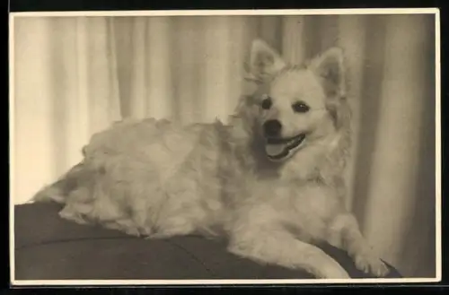 AK Weisser Spitz auf einem Polster, Portrait