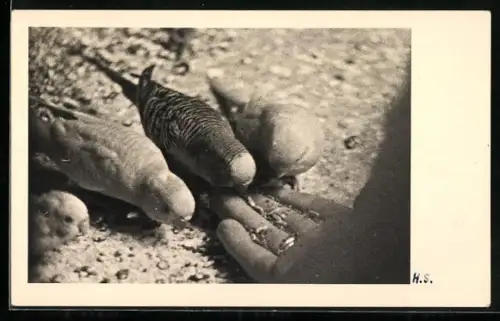 Foto-AK Aus einer Hand fresende Wellensittiche