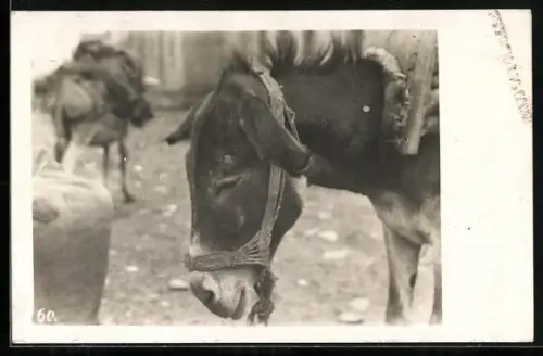 Foto-AK Packesel auf einer Strasse