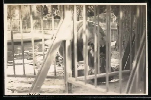 Foto-AK Nilpferd am Wasser in einem Freigehege