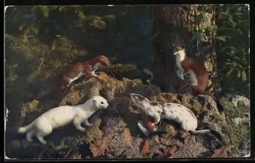 AK Gruppe Wiesel in einem Wald