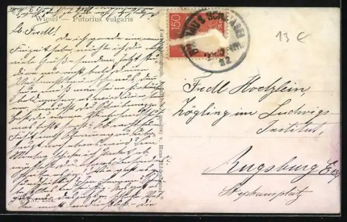 AK Gruppe Wiesel in einem Wald