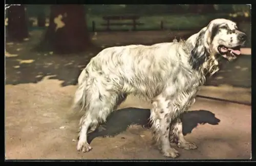 AK Jagdhund mit aufmerksamem Blick