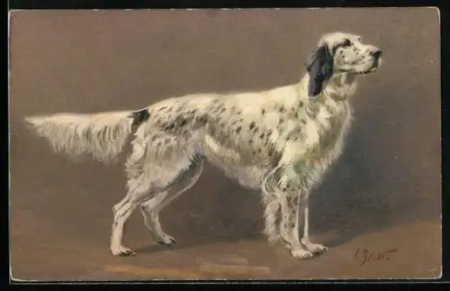 AK ein Spaniel schaut interessiert