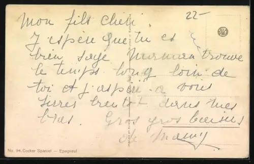 AK ein Spaniel schaut interessiert