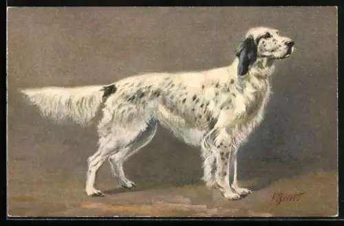 AK ein Spaniel schaut interessiert