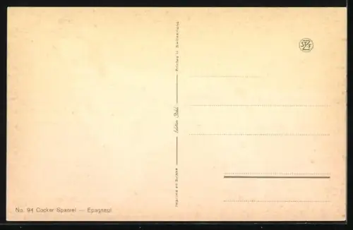 AK ein Spaniel schaut interessiert