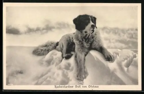 AK Raxbernhardiner Gretl vom Ottohaus im Schnee sitzend