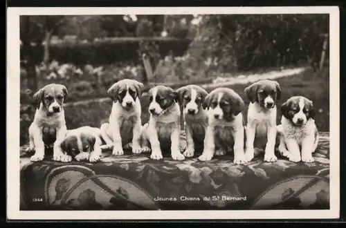 AK Bernhardiner, Jeunes Chiens du St. Bernard