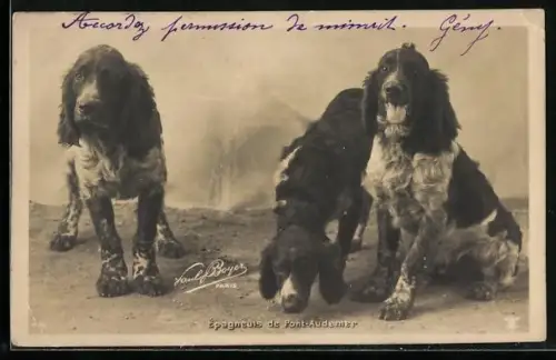 AK Jagdhunde auf einem Feldweg