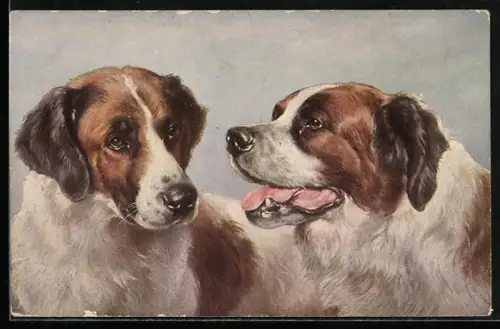 AK Bernhardiner mit glänzendem Fell