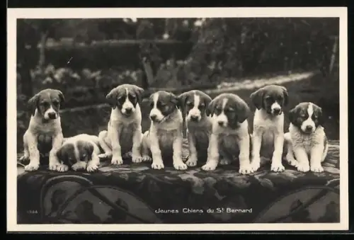 AK Jeunes Chiens du St. Bernard, Bernhardiner-Welpen