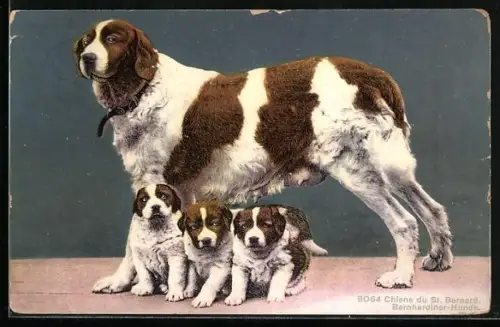 AK Bernhardiner mit Welpen