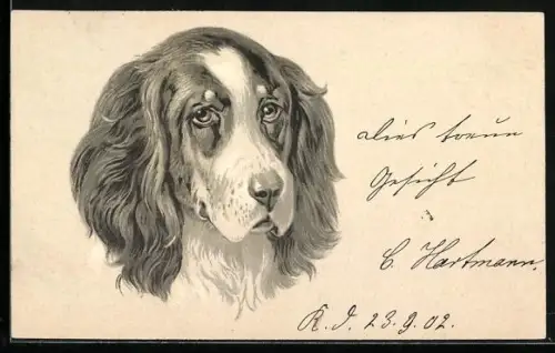 AK Spaniel mit gutmütigem Blick