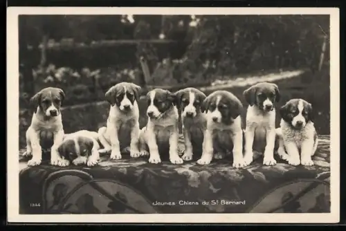 AK Jeunes Chiens du St. Bernard, Bernhardiner-Welpen