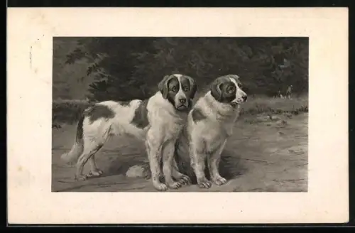 AK Bernhardiner am Waldrand