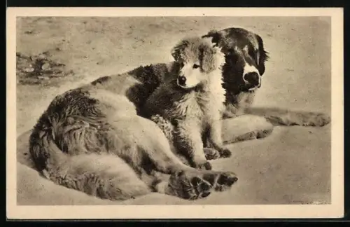 AK Tierschutzverein Wien und Umgebung mit Hunde in einer Tierfreundschaft