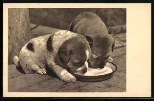 AK Tierschutzverein Wien und Umgebung, Hundewelpen am Milchnapf