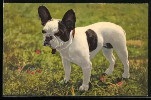 AK French Bulldog, Französische Bulldogge auf der Wiese
