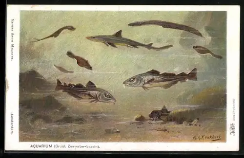 Künstler-AK Aquarium, Fische der Nordsee