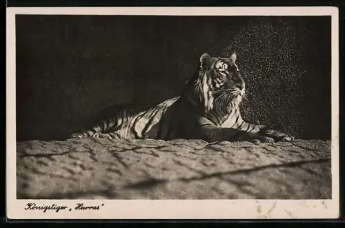 AK Halle, Zoologischer Garten, Königstiger Harras