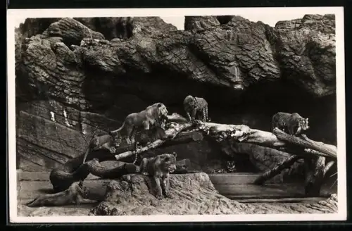 AK Altona-Stellingen, Carl Hagenbeck`s Tierpark, Offene Löwenschlucht