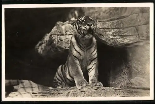 AK Hamburg-Stellingen, Carl Hagenbeck`*s Tierpark, Ostsibirischer Tiger