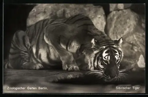 AK Berlin, Zoologischer Garten, Sibirischer Tiger