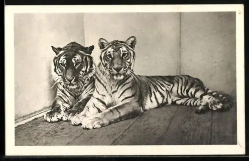 AK Wien, Tiergarten Schönbrunn, Tiger, Felis tigris