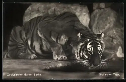 AK Berlin, Zoologischer Garten, Sibirischer Tiger