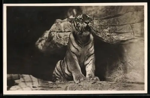 AK Hamburg-Stellingen, Carl Hagenbeck`*s Tierpark, Ostsibirischer Tiger